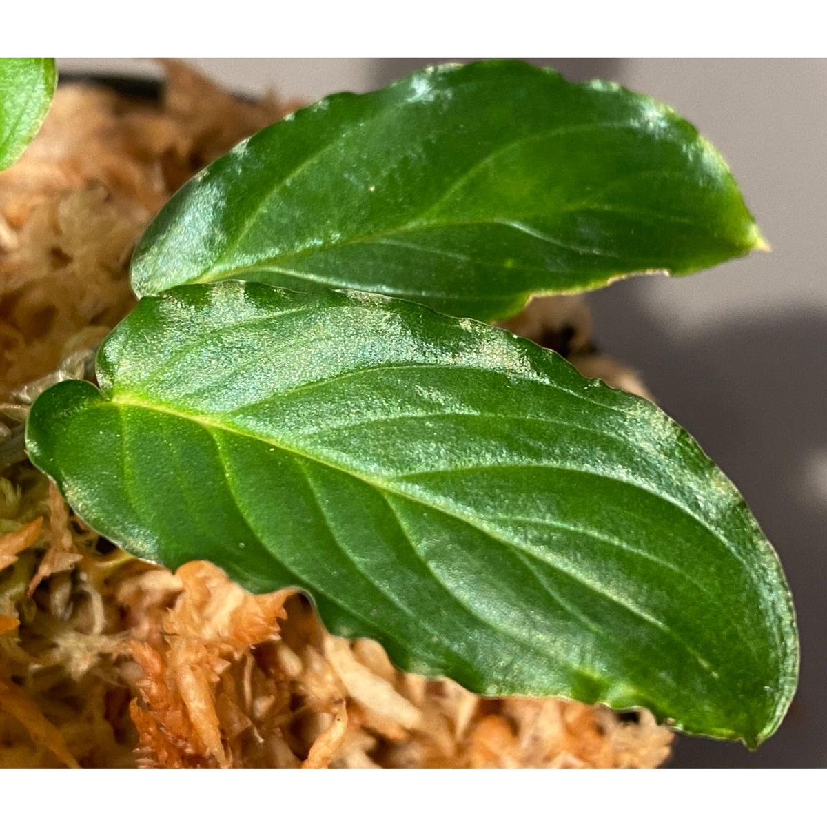 Homalomena sp.“Euclase”Riau smatera【LA0518-02】ホマロメナ