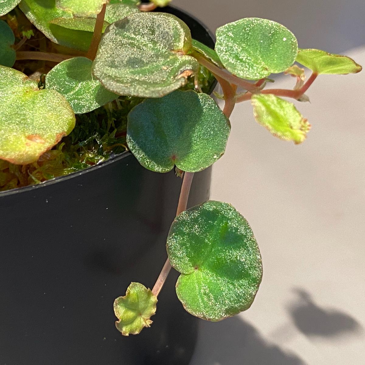 Begonia lichenora (sp.Mini) from Kalimantan Sar...