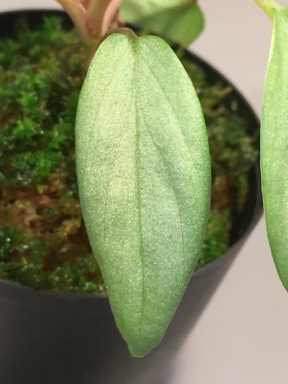 Homalomena sp. 銀4 from Cameron Highlands [TK060...