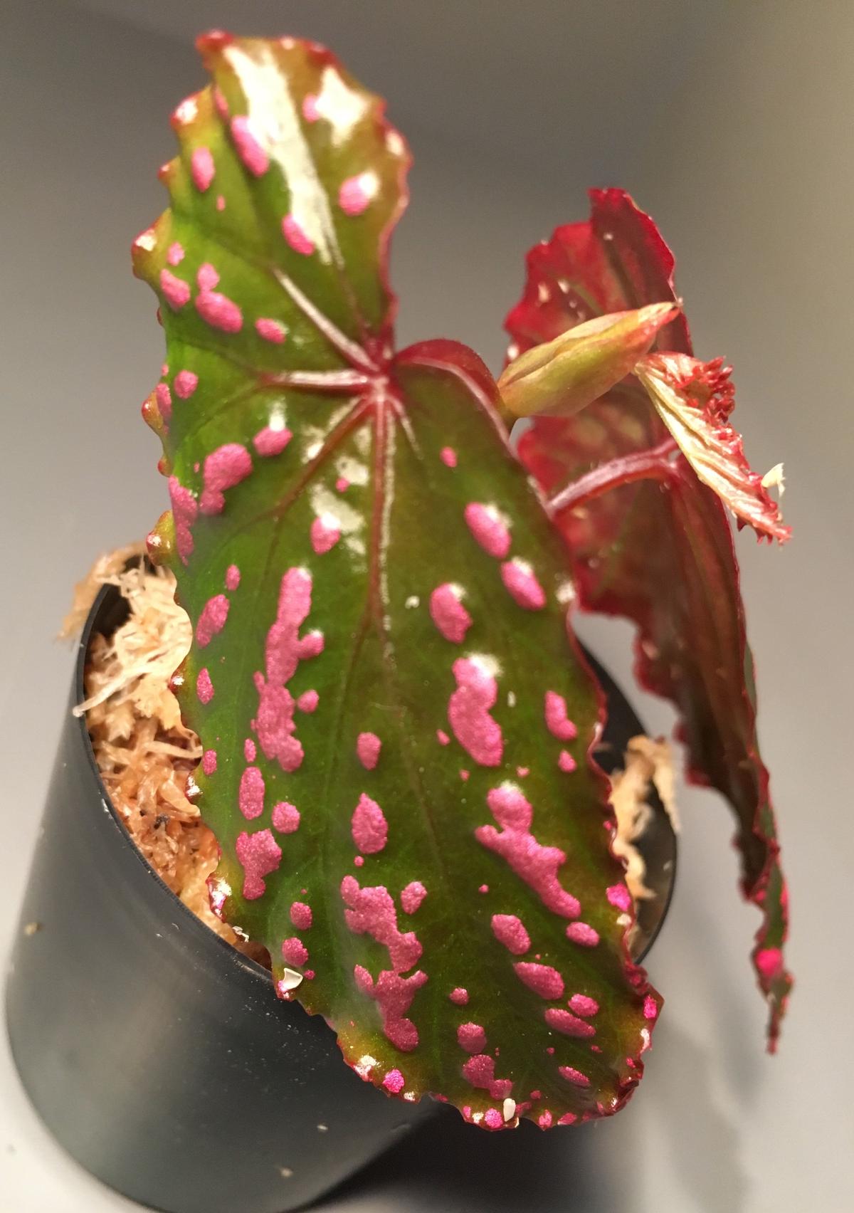 Begonia negrosensis from Negros [WWR] M・R・G・R