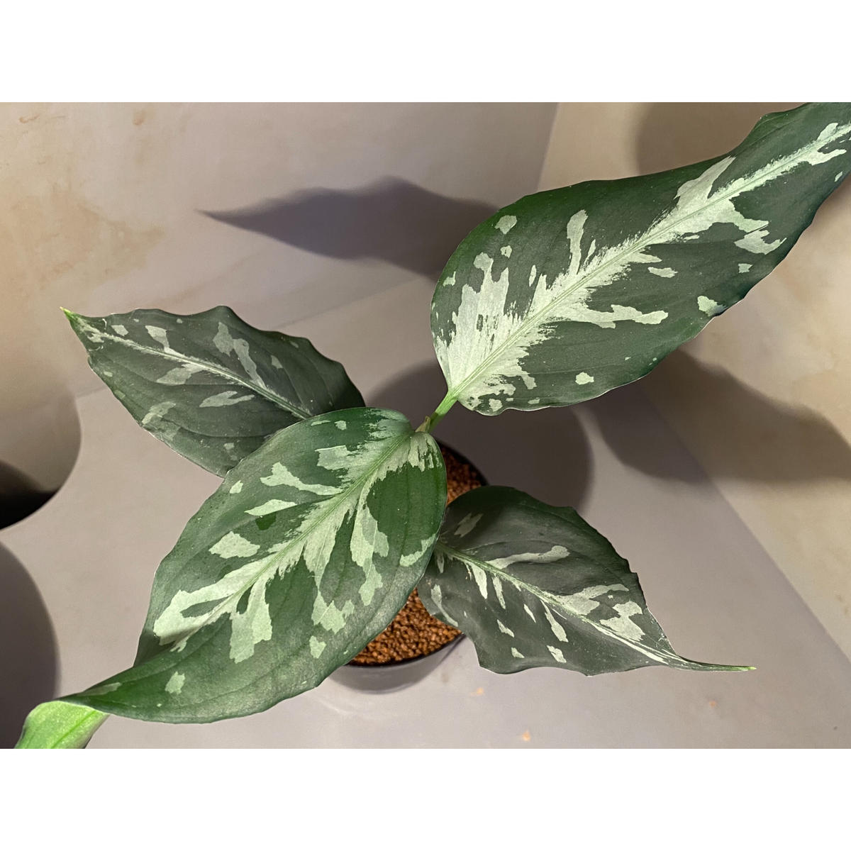 Aglaonema pictum AP, LA1016-03j 増殖子株
