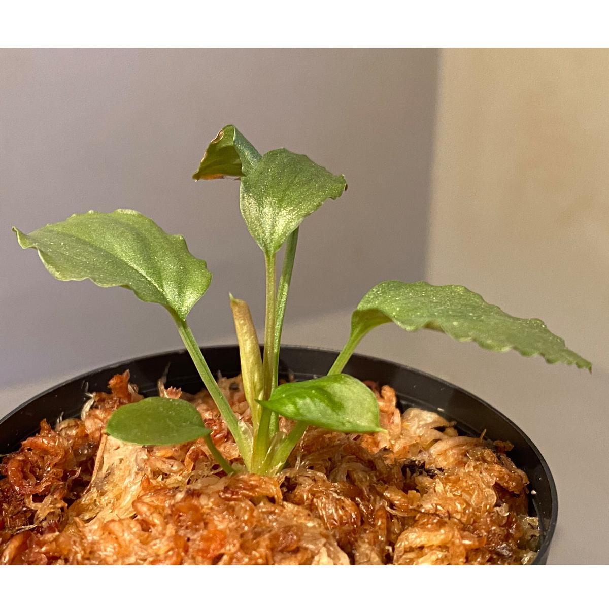 Homalomena sp.Pla.V.黒銀 ホマロメナ