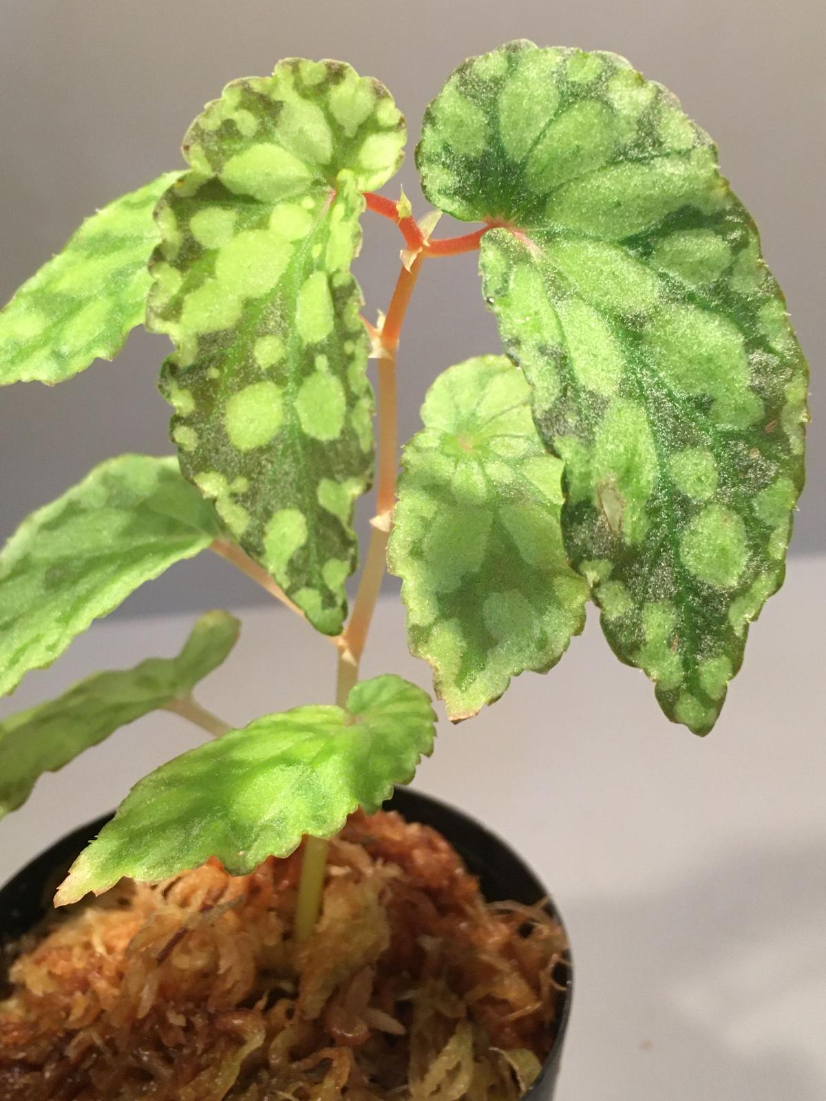 Begonia Chlorosticta Green From Borneo Sarawa begonia-chlorosticta-green-from-borneo-sarawa