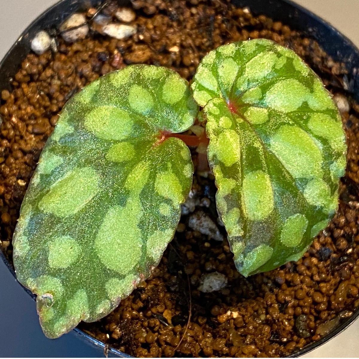 Begonia Chlorosticta Green From Borneo Sarawa begonia-chlorosticta-green-from-borneo-sarawa