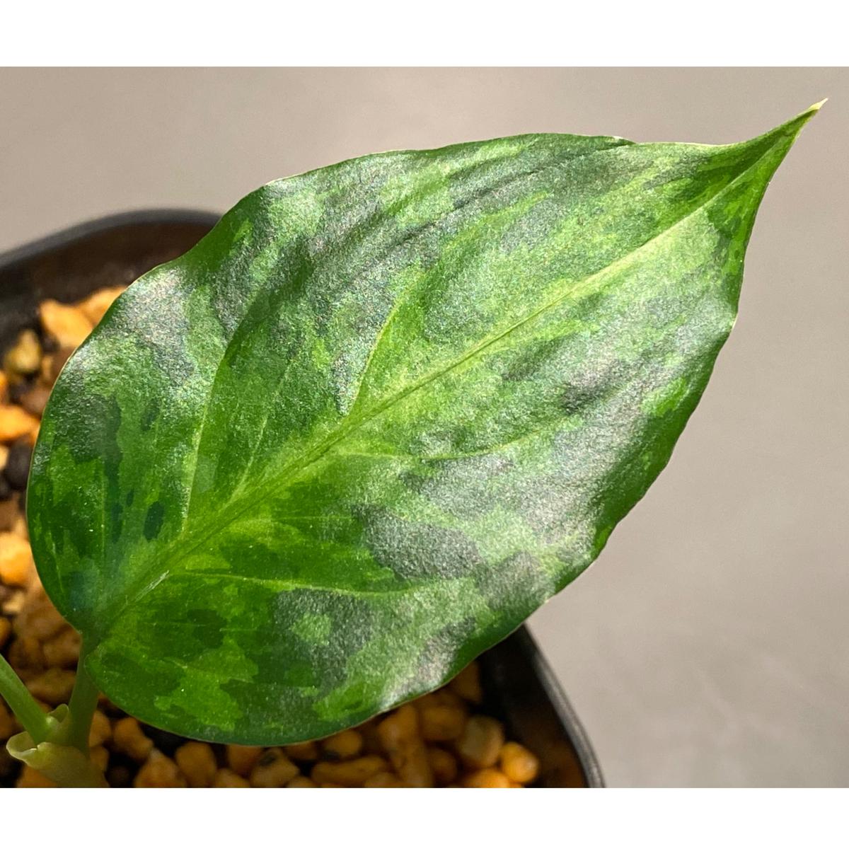 Aglaonema pictum tricolor "Siberut1.5" [LA02121...