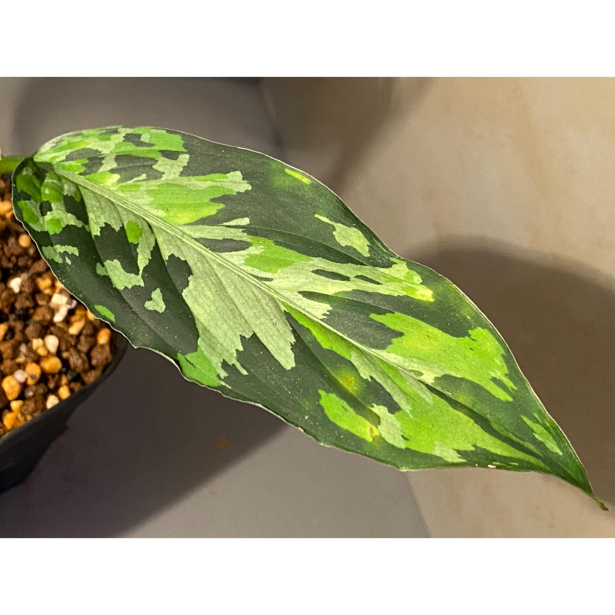 Aglaonema pictum