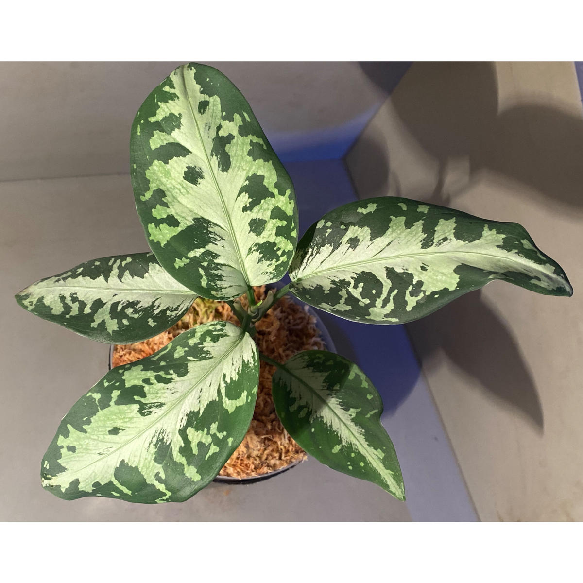 Aglaonema pictum from Aceh sumatera [GT1803] |