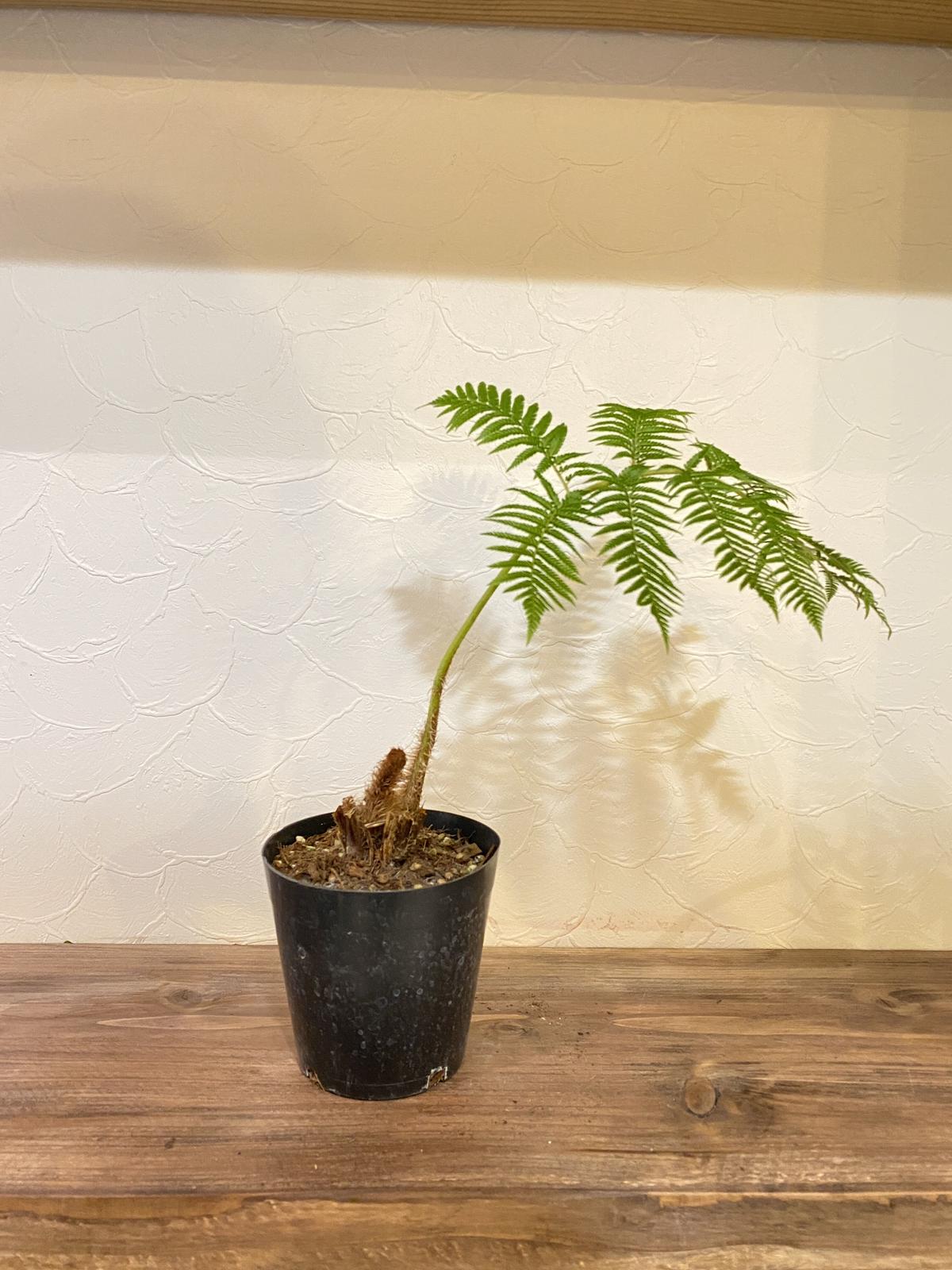 ヘゴシダ 4号 Plants Store Kawakami ヘゴシダ 4号 Plants Store Kawakami