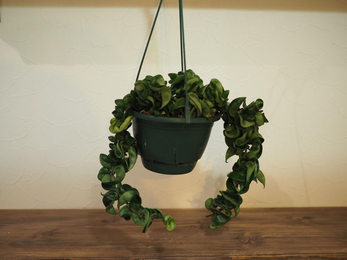 ホヤ カルノーサ コンパクタ 5号 Plant Store Kawakami