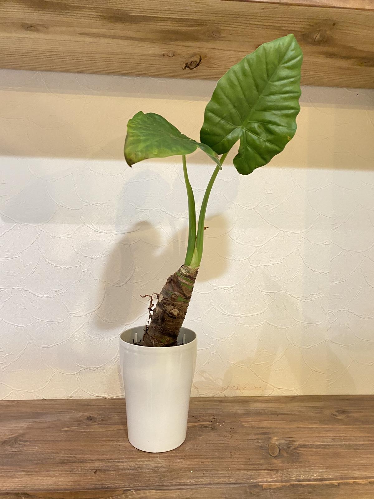 クワズイモ ４号 K Plants