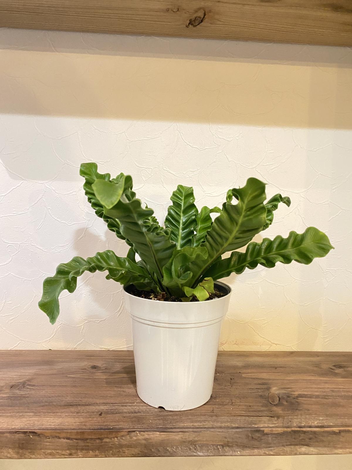 アスプレニウム コブラ ５号 K Plants