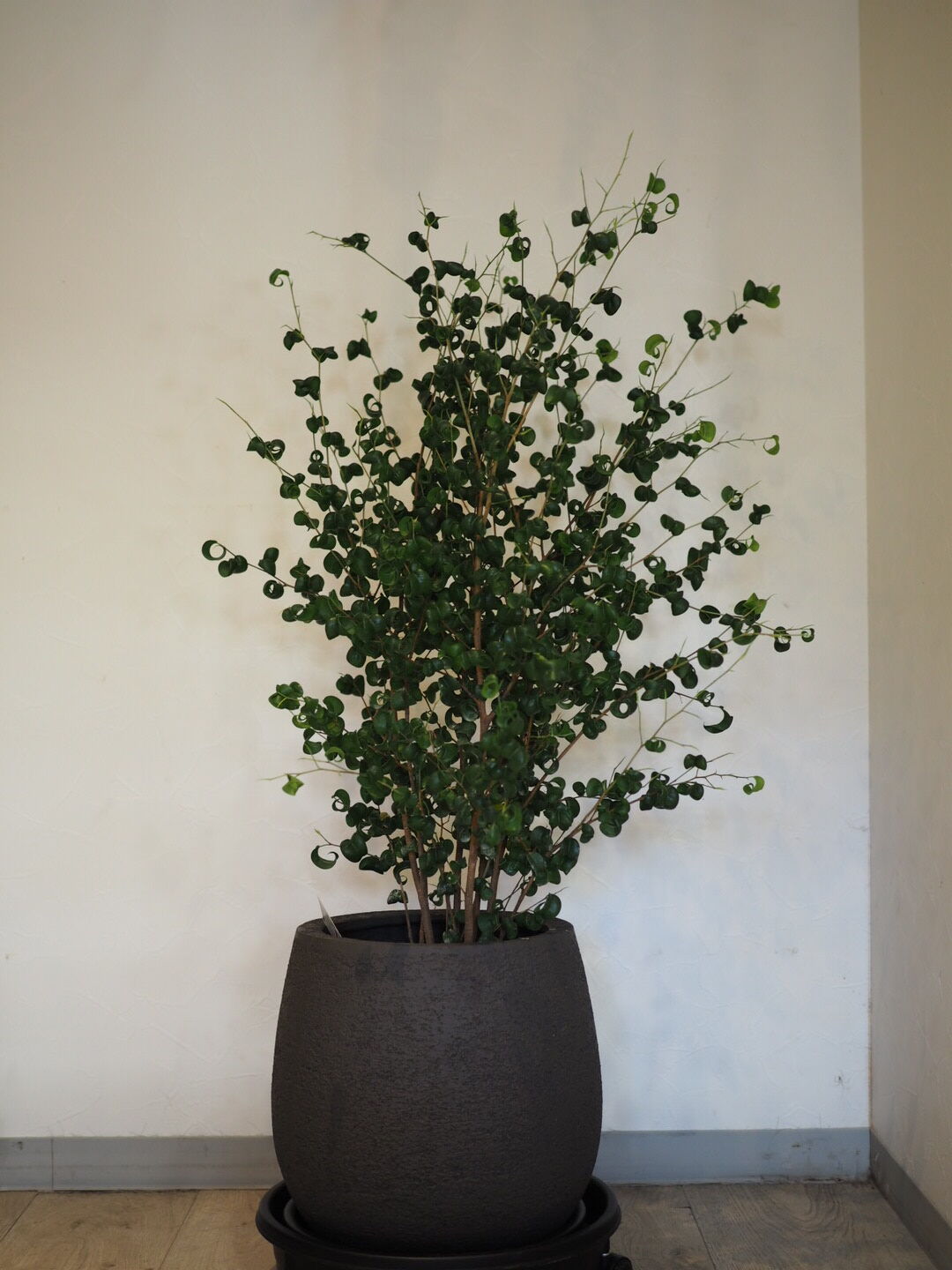 ベンジャミンバロック 7号 Plants Store Kawakami