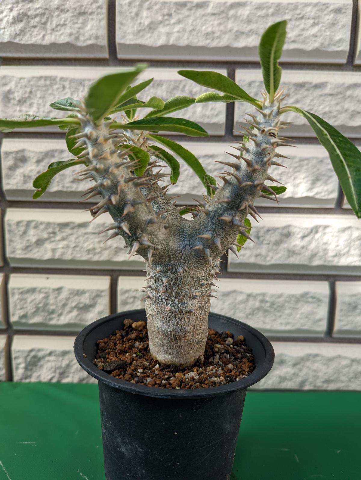 パキポディウム・デンシフローラム 大株 | Plants by THE CORE