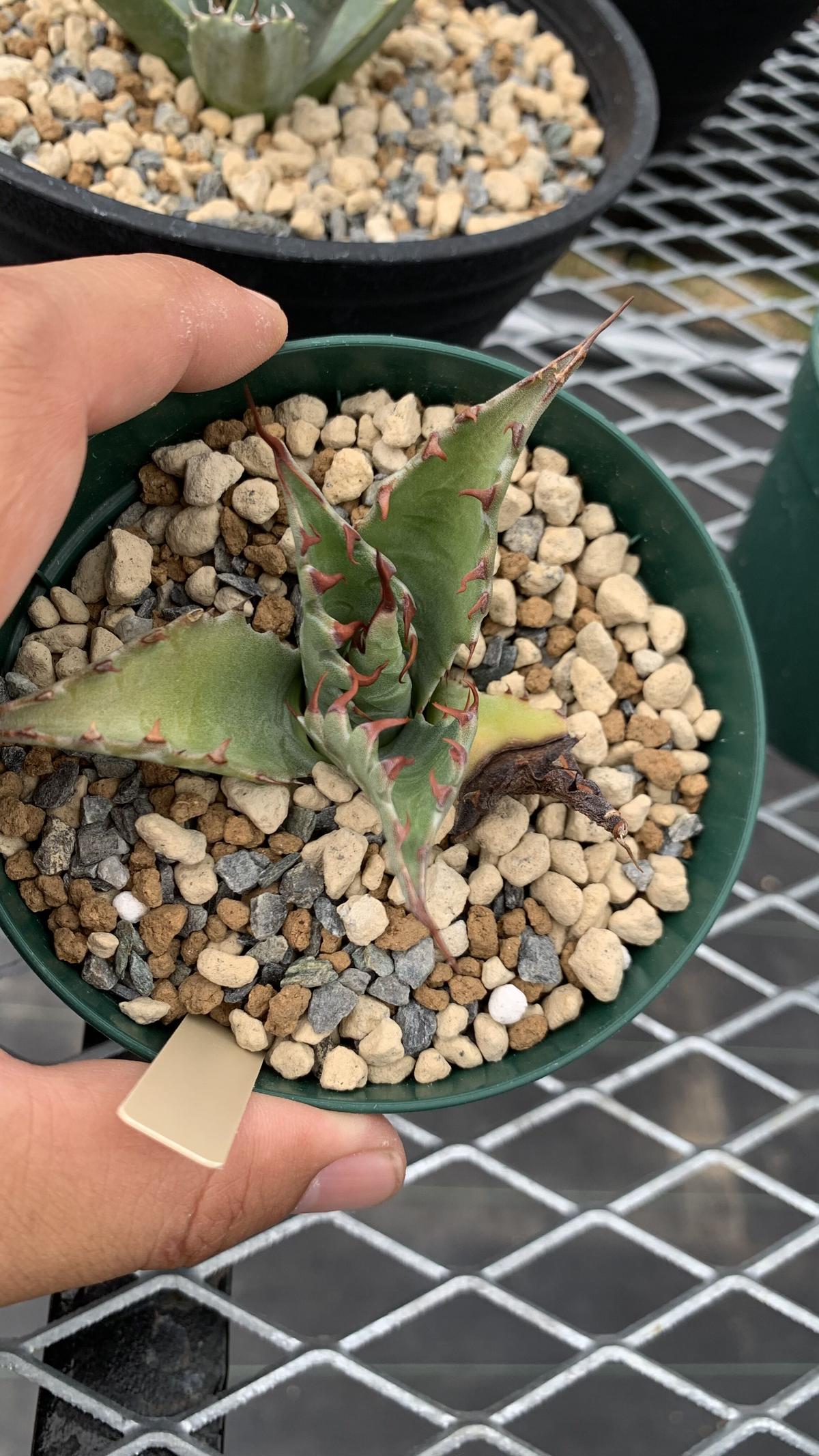 Agave gentryi Jaws アガベ ジェントリー ジョーズ | Plants by Agave gentryi Jaws アガベ ジェントリー ジョーズ | Plants by
