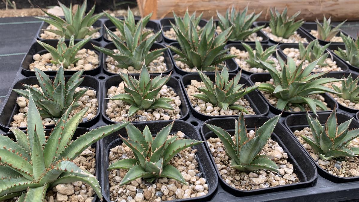 agave garciae-mendozae ガルシアメンドーサ