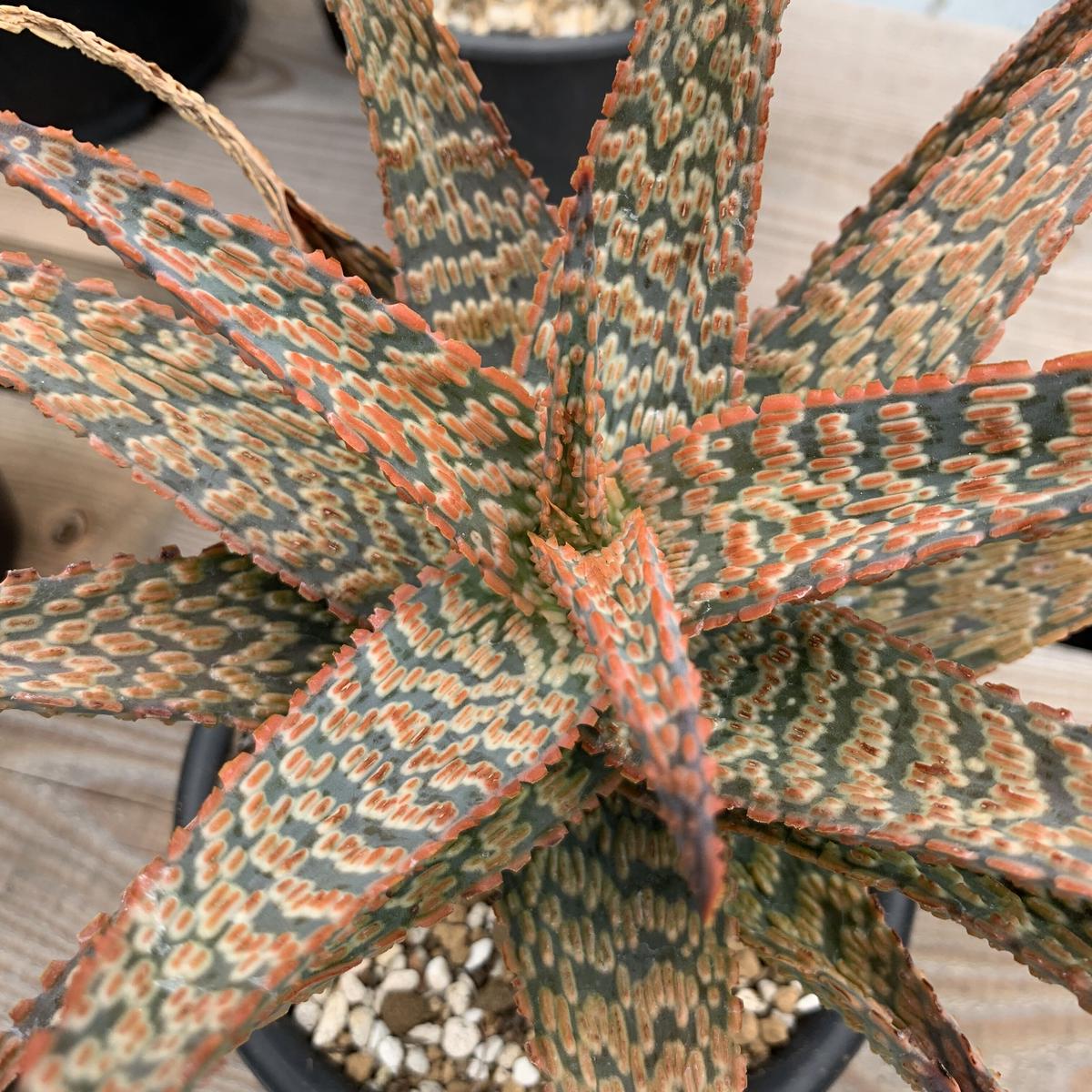 Aloe Hybrid Cs 100 アロエ ハイブリッド Cs 100 Plant