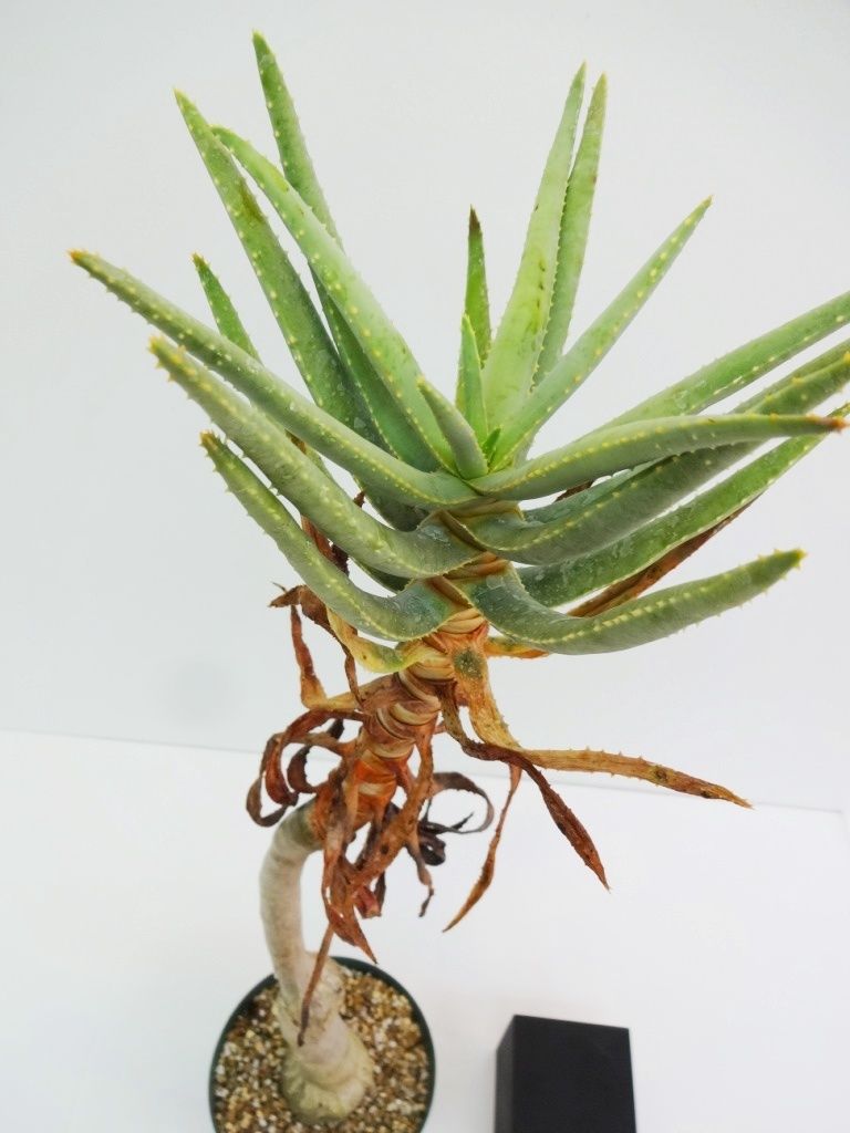 1円 クリスマスツリー特価 アロエ ディコトマ Aloe Dichotoma の種子