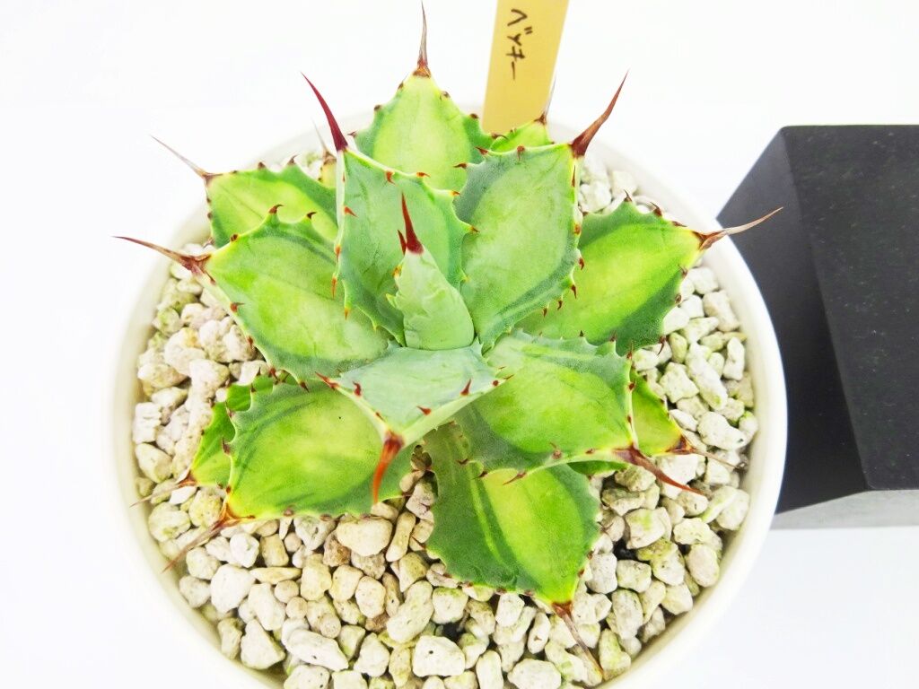 Agave isthmensis ’Becky' アガベ ベッキー