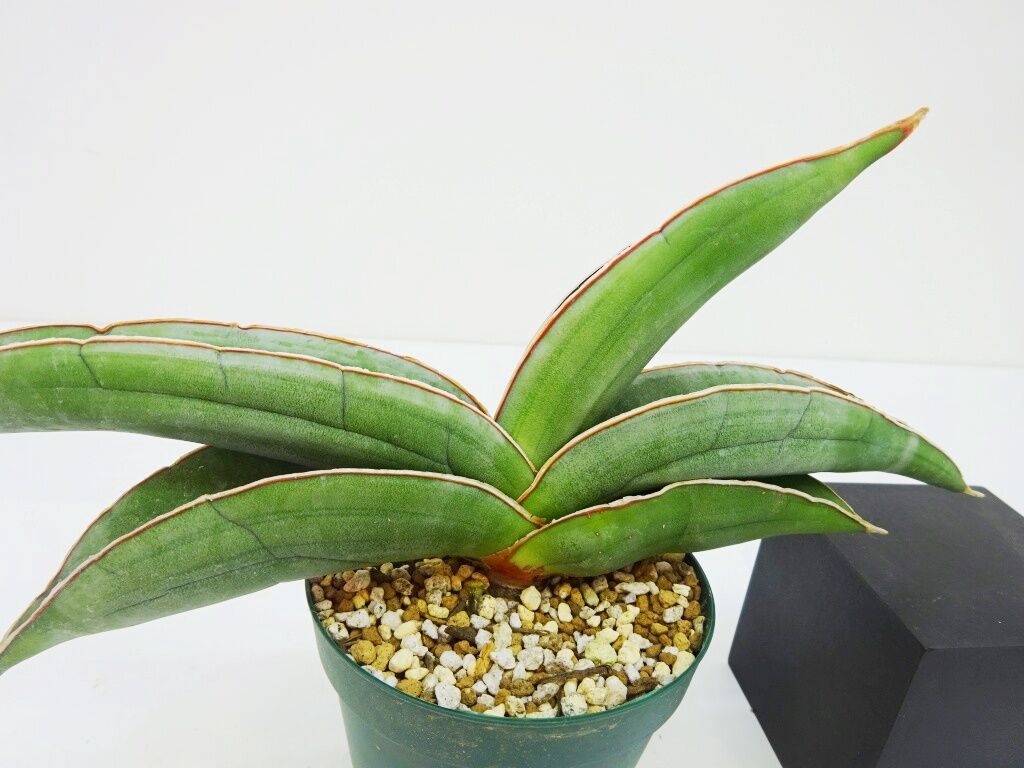 Sansevieria Ehrenbergii サンセベリア イタリアバナナ The