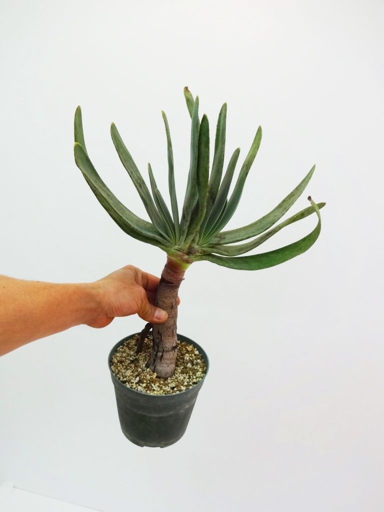 Aloe Plicatilis アロエ プリカティリス 乙女の舞扇 The Green H Aloe Plicatilis アロエ プリカティリス 乙女の舞扇 The Green H