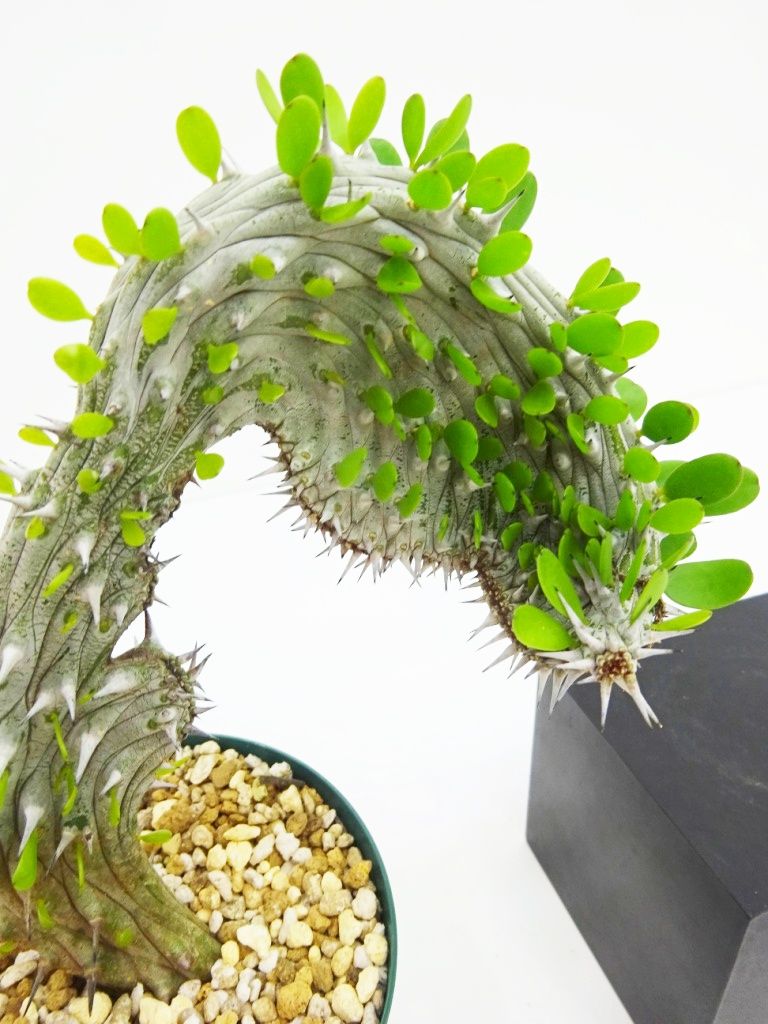 驚きの安さ アローディア プロセラ 亜竜木 Alluaudia procera