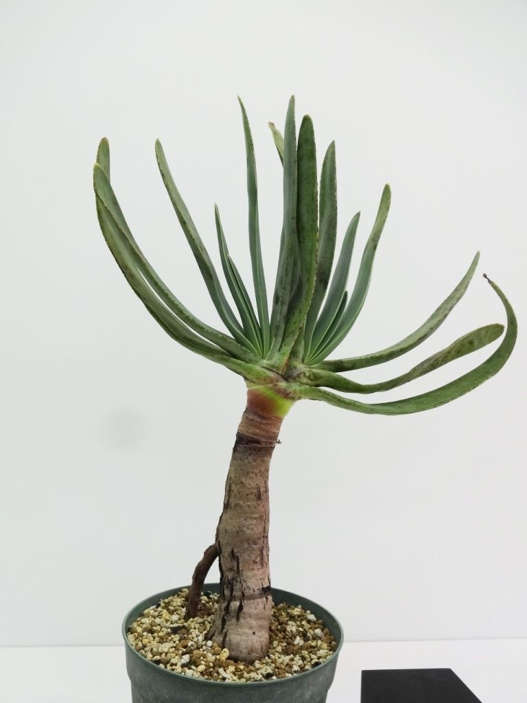 Aloe Plicatilis アロエ プリカティリス 乙女の舞扇 The Green H