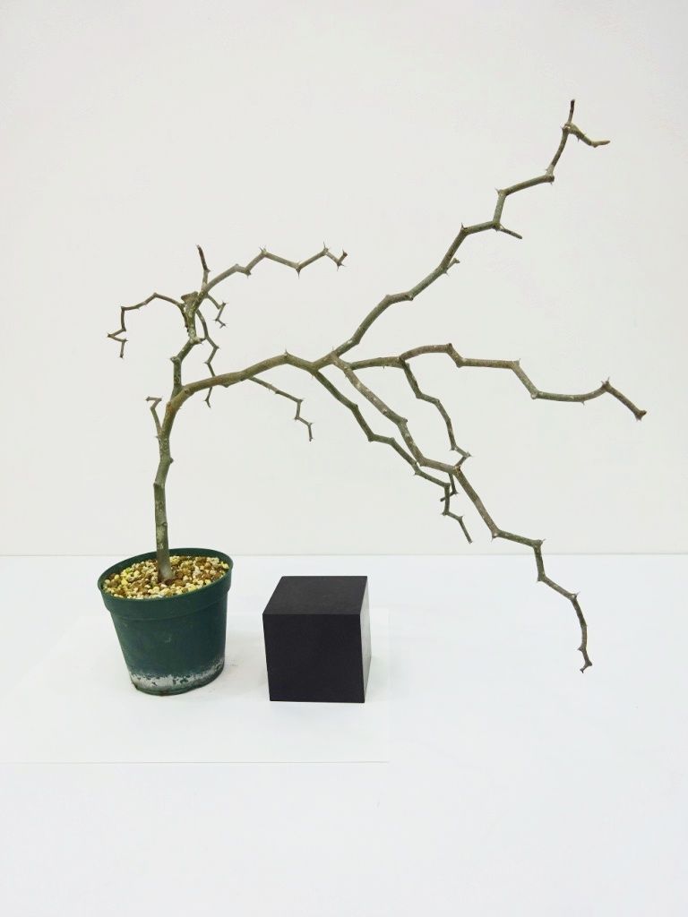 Decarya madagascariensis デカリア マダガスカリエンシス | THE