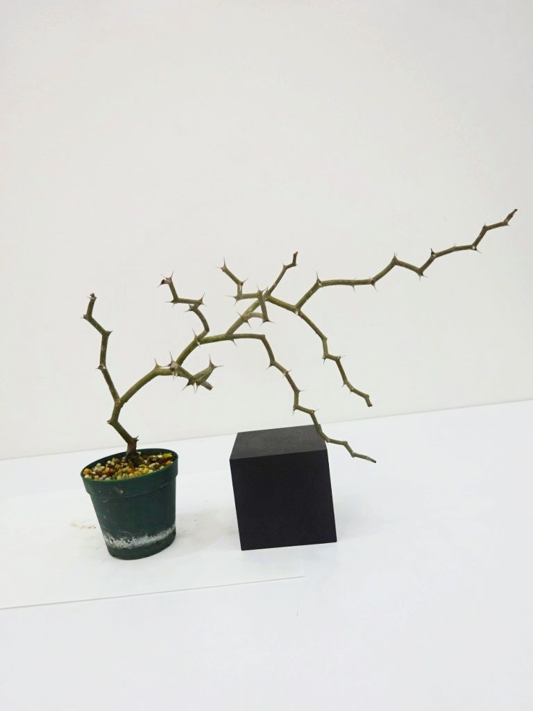 Decarya madagascariensis デカリア マダガスカリエンシス | THE