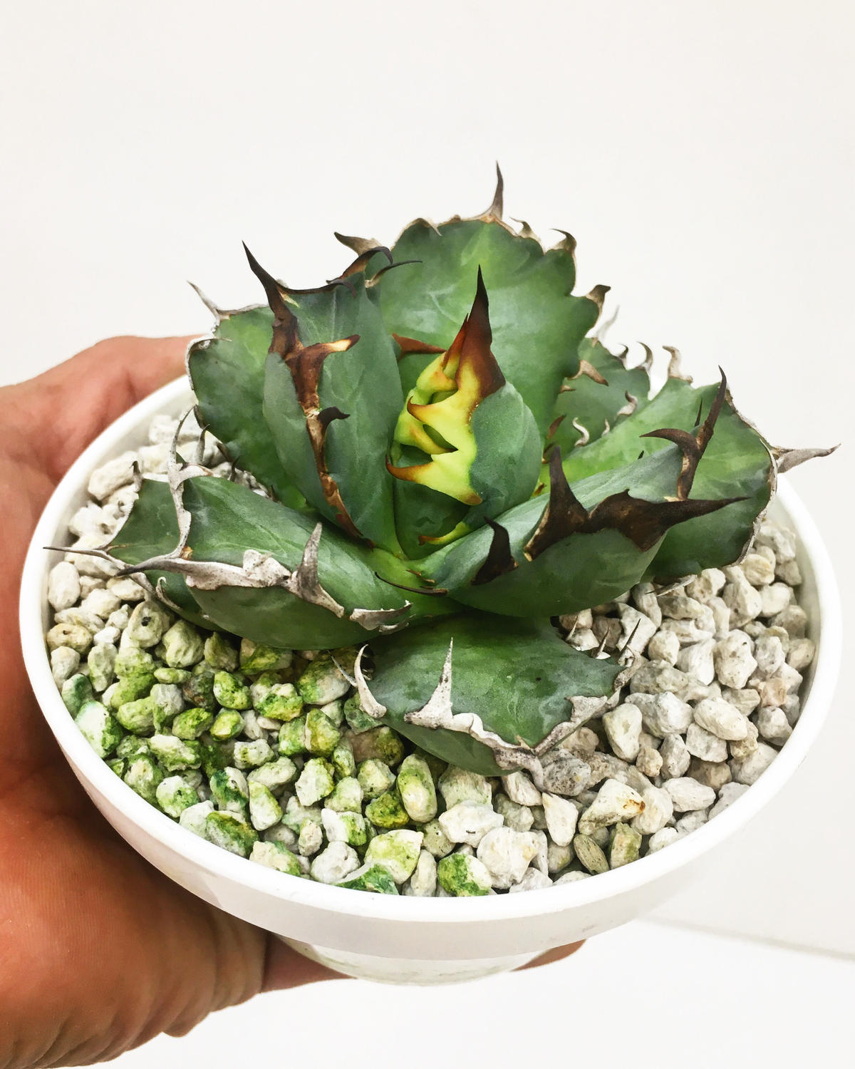 Agave sp 'No.1' アガベ ナンバーワン | THE GREEN HOUSE TOKYO