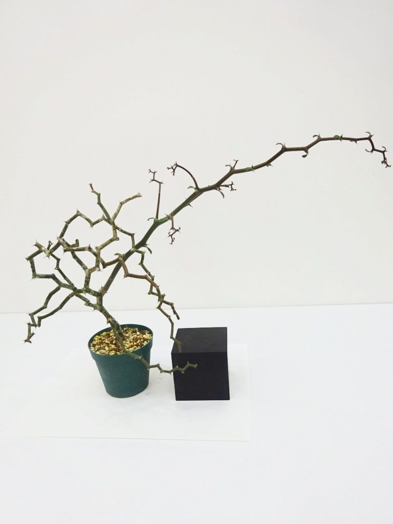 Decarya madagascariensis デカリア マダガスカリエンシス | THE