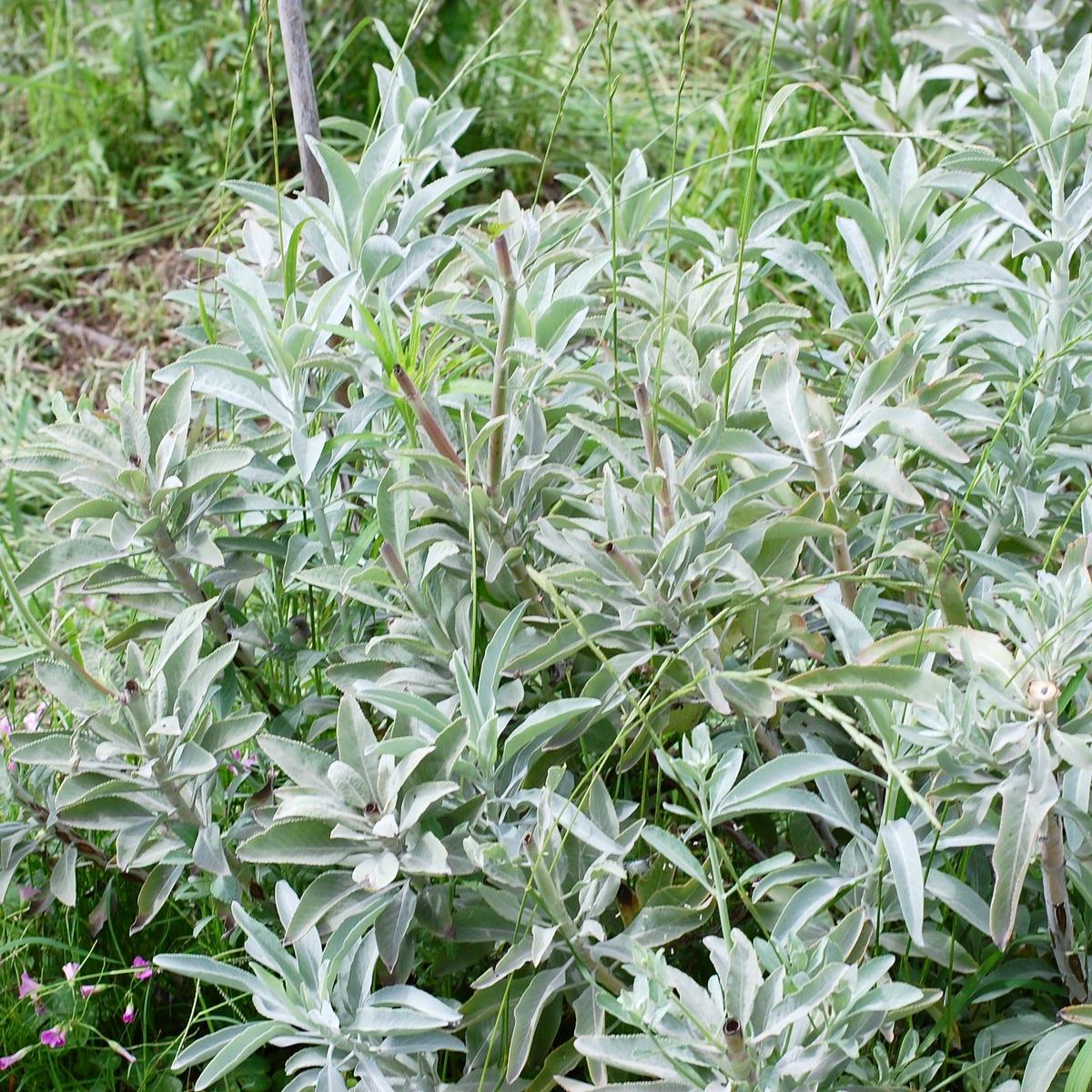 ホワイトセージとは Thousand Leaves（サウザンリーヴズ）