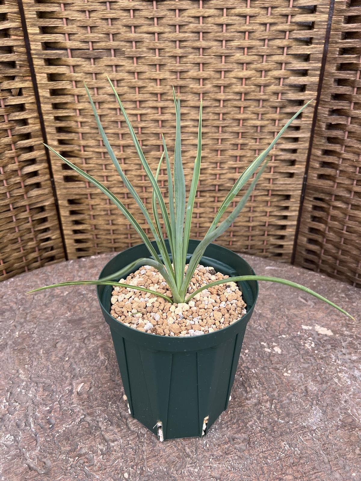 ユッカ ブルーセントリー エアーコンテナポット鉢植え 苗 レア品種