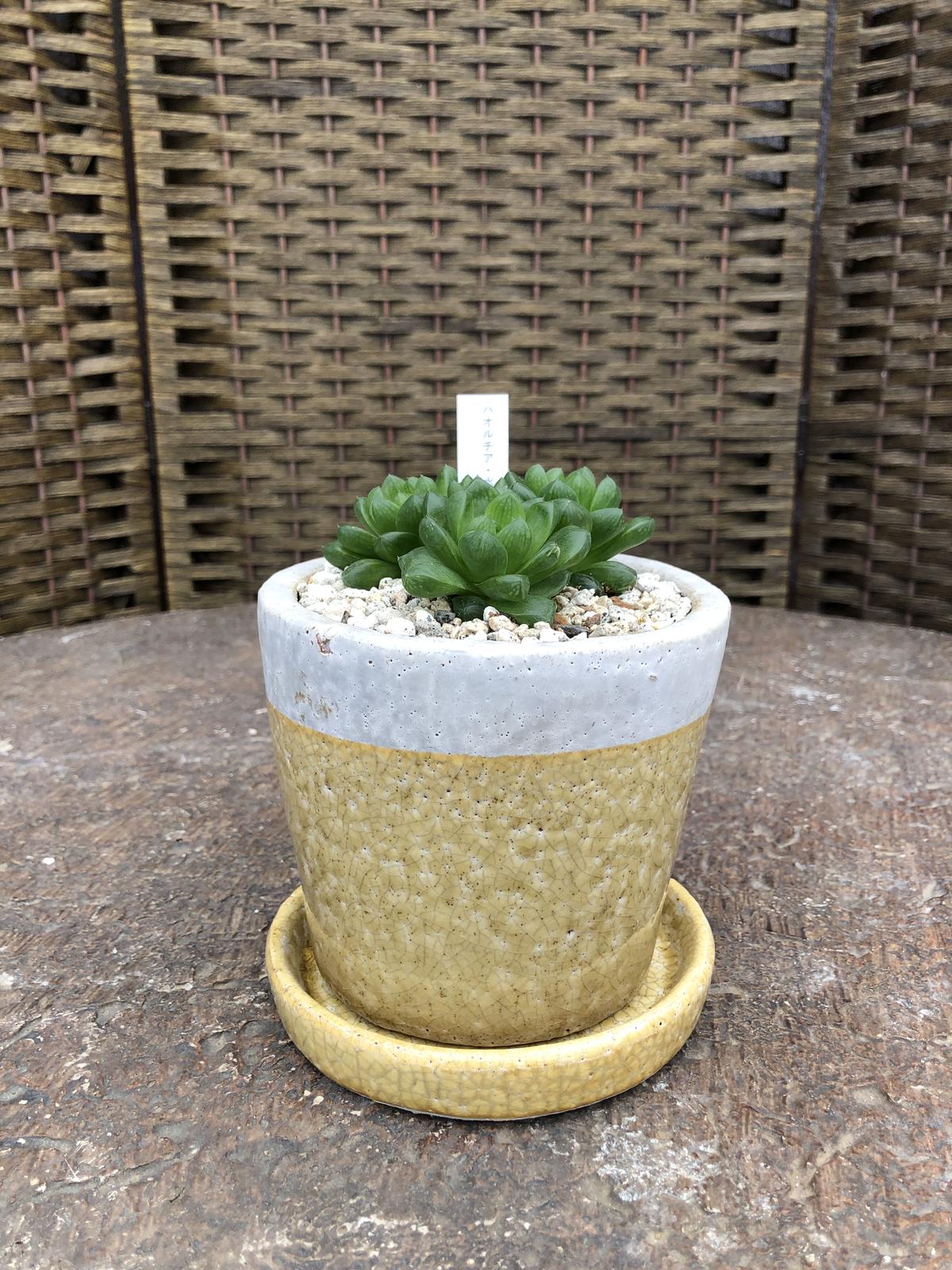 ハオルチア 水晶オブツーサ 石膏鉢 黄色 Green Dub Style Online Shop