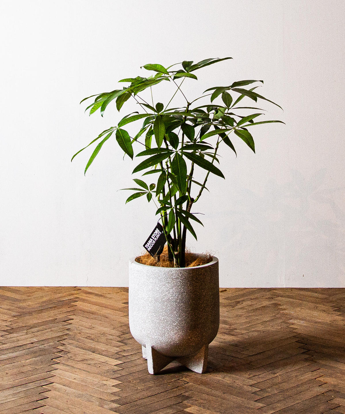 Pachira Glabra パキラ グラブラ Tiana Store