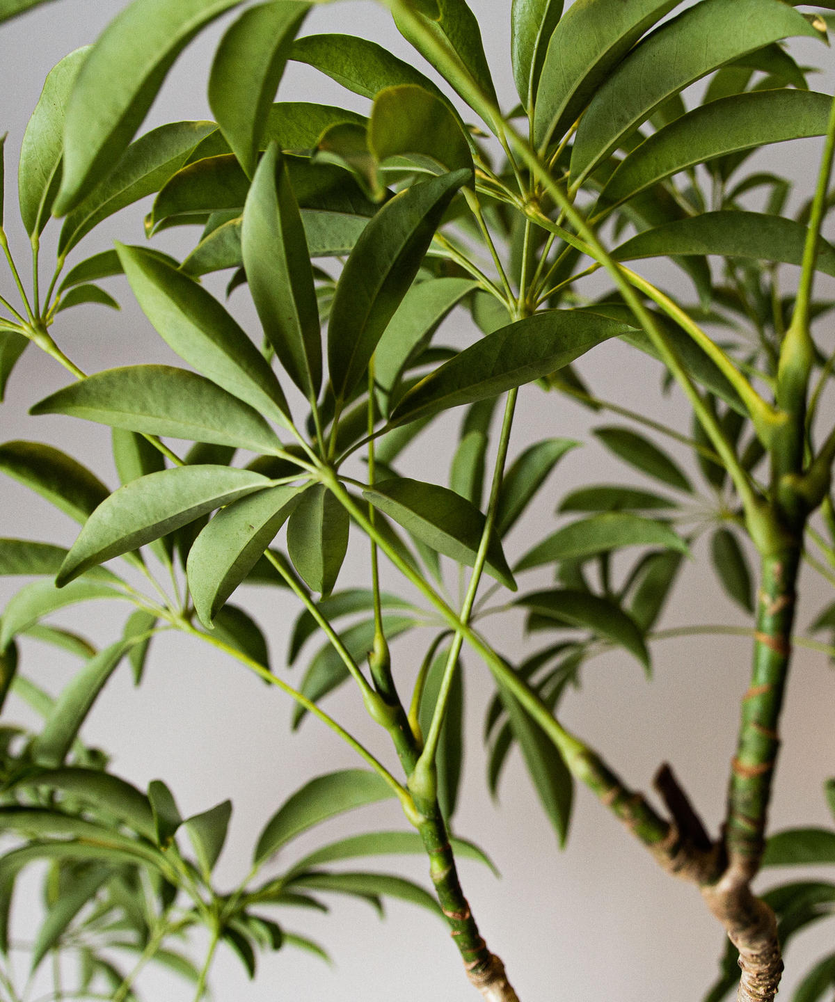 Schefflera Arboricola シェフレラ アルボリコラ Tiana Store