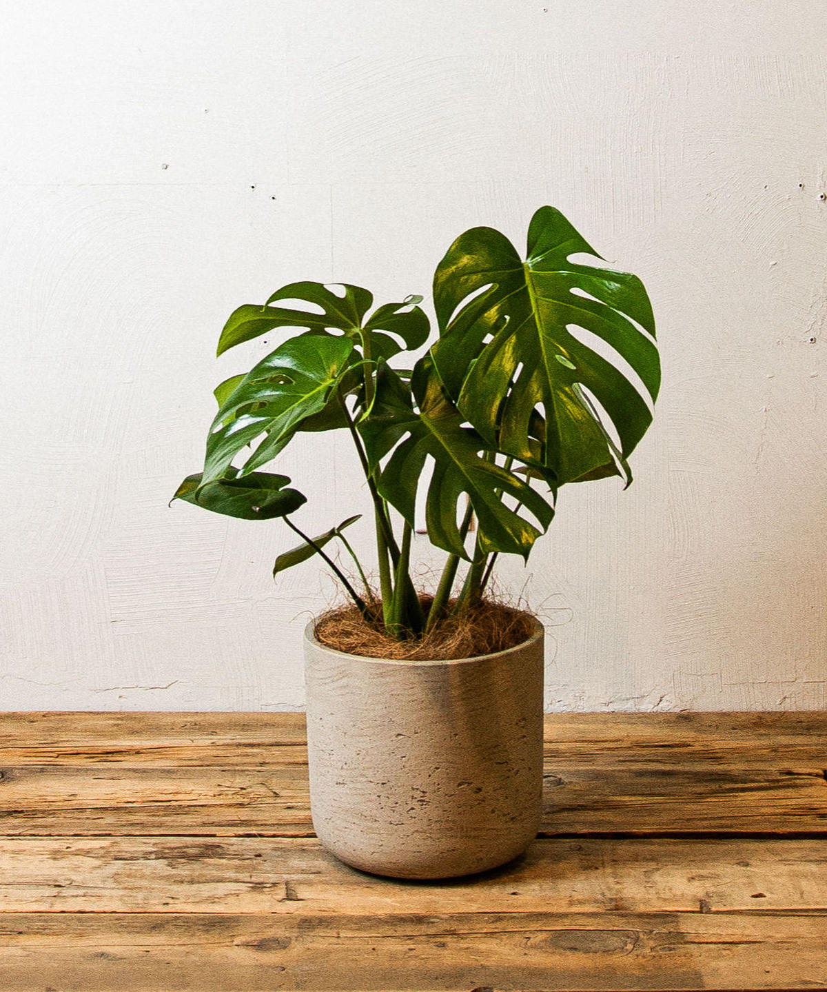 Monstera Adansonii モンステラ アダンソニー Tiana Store