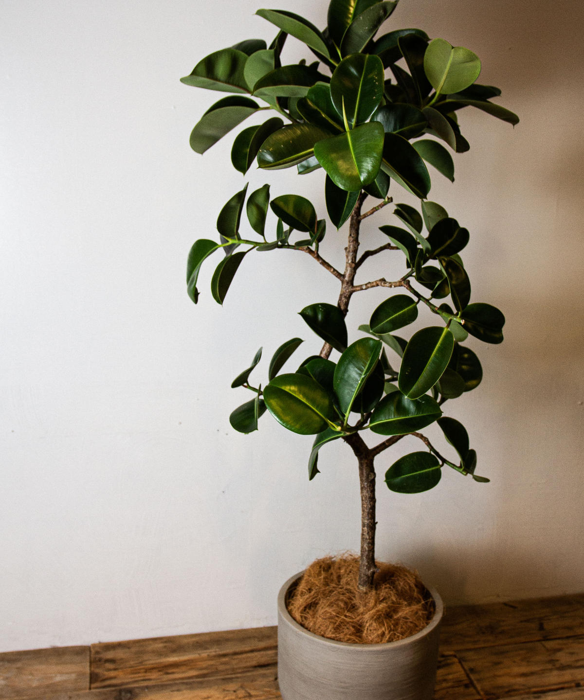 Ficus Elastica Sophia フィカス ソフィア Tiana Store