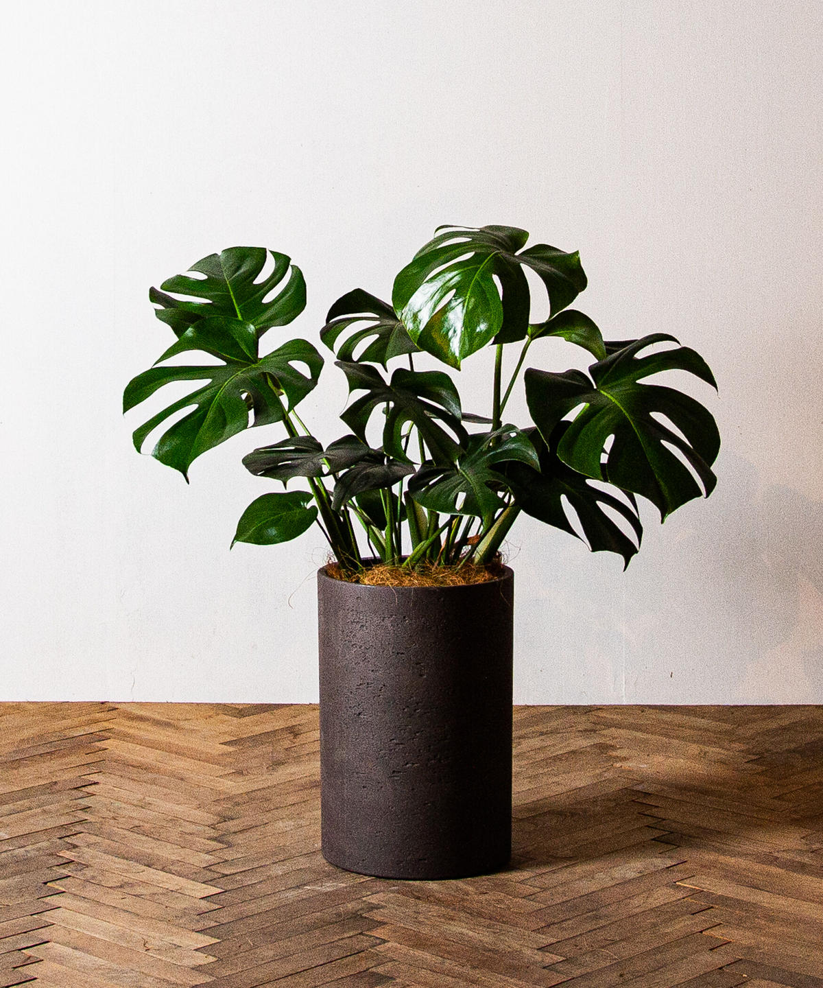 Monstera Adansonii モンステラ アダンソニー Tiana Store