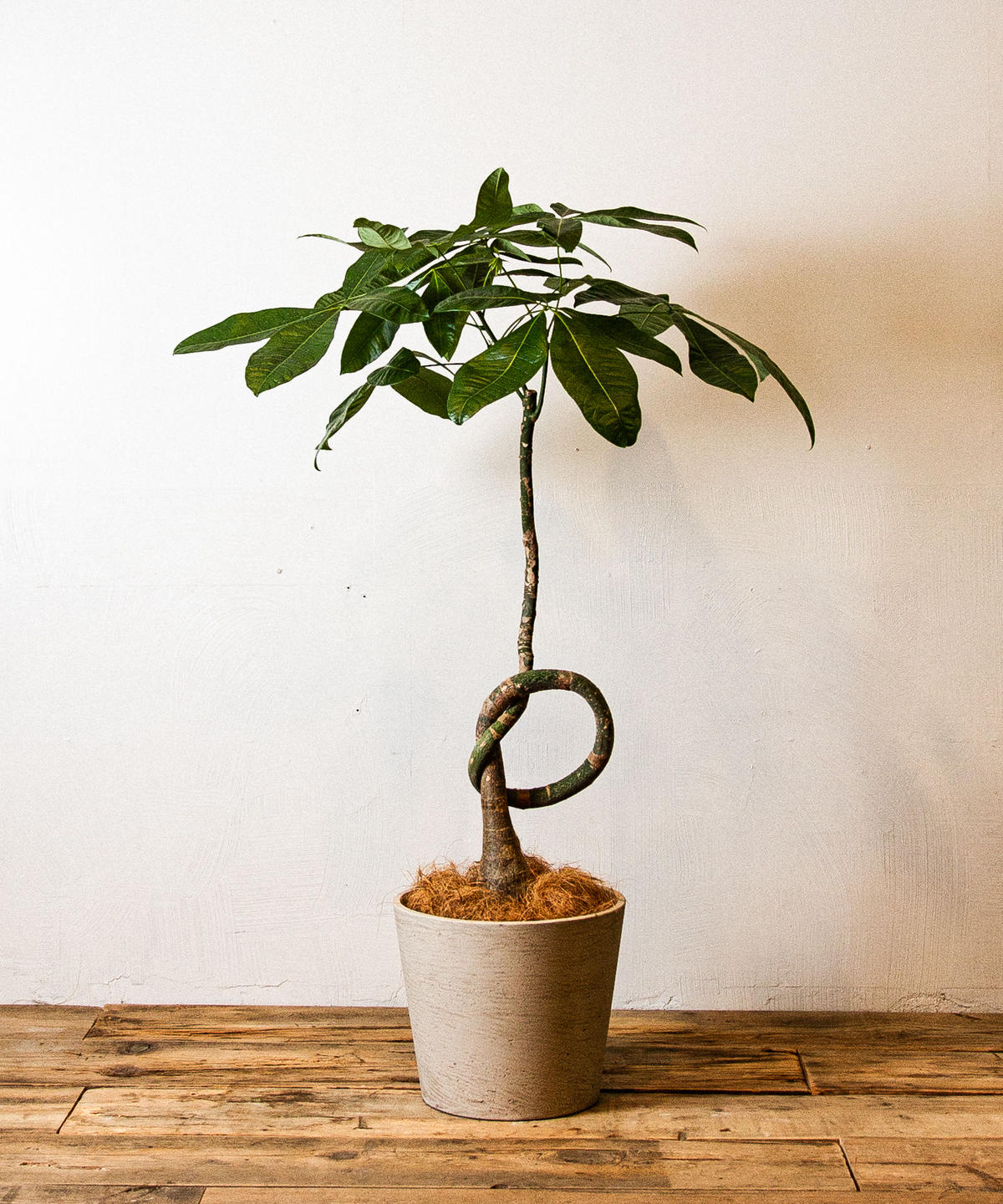 Pachira Glabra パキラ グラブラ Tiana Store