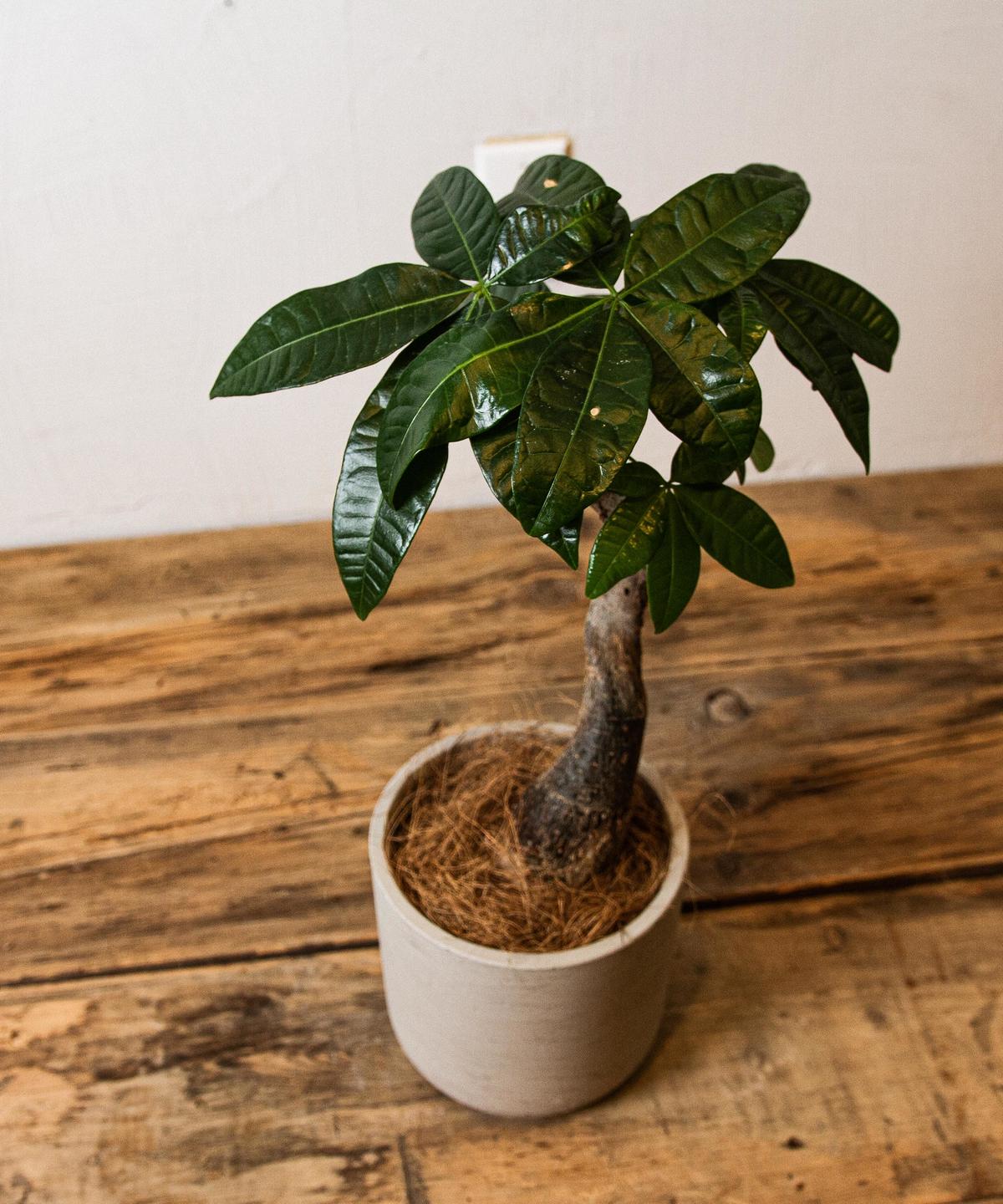 Pachira Glabra パキラ グラブラ Tiana Store