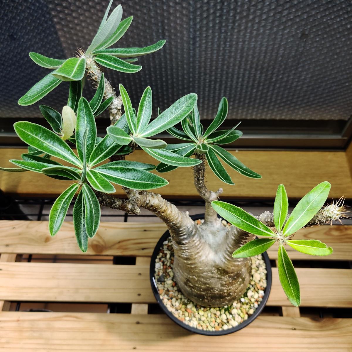 グラキリス　バリエムs 4本枝 グラキリス バリエムs 4本枝 【公式通販】