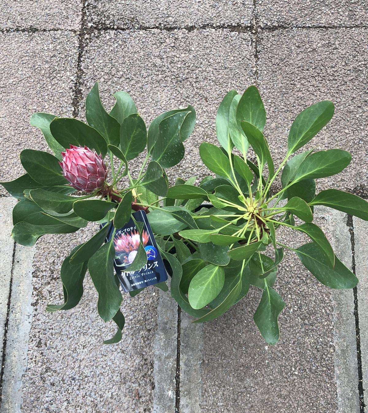 キングプロテア・リトルプリンス 6号 ＢＰ 植物 | alirsyadsatya.sch.id