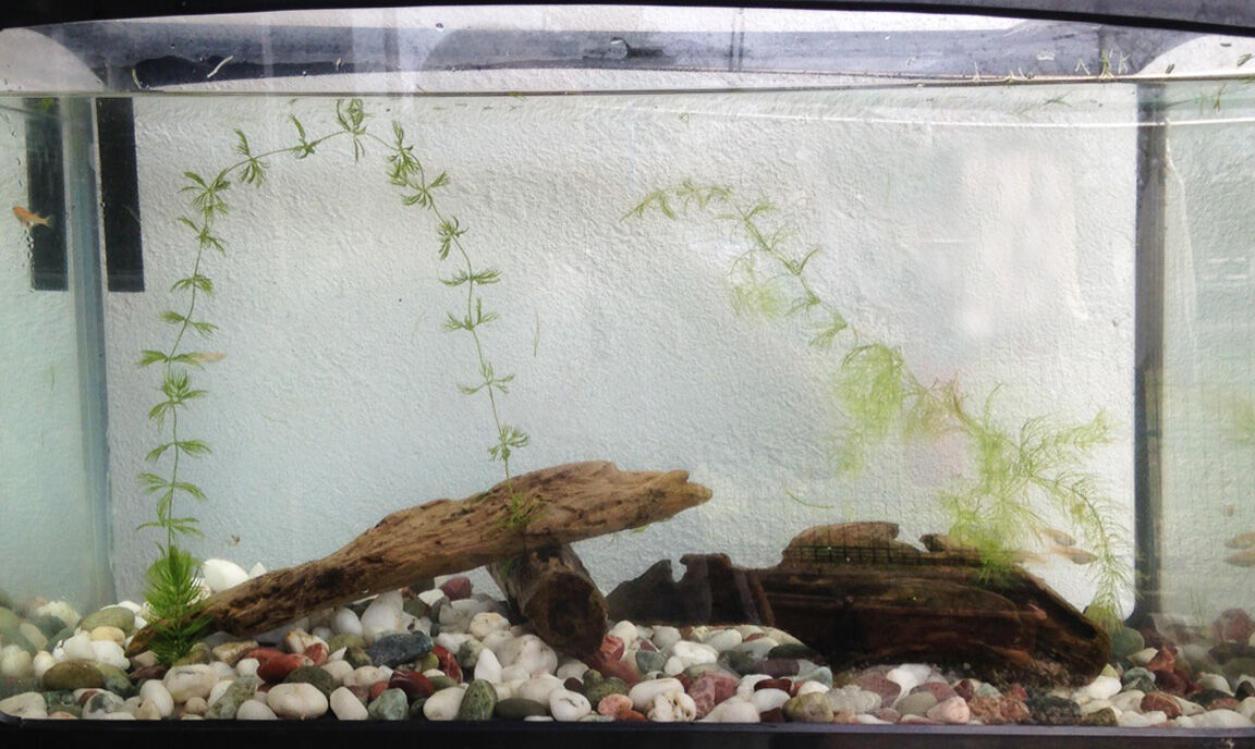 のオシャレな 流木 アクアリウム 水槽 3点セット お気にいる のオシャレな 流木 アクアリウム 水槽 3点セット お気にいる