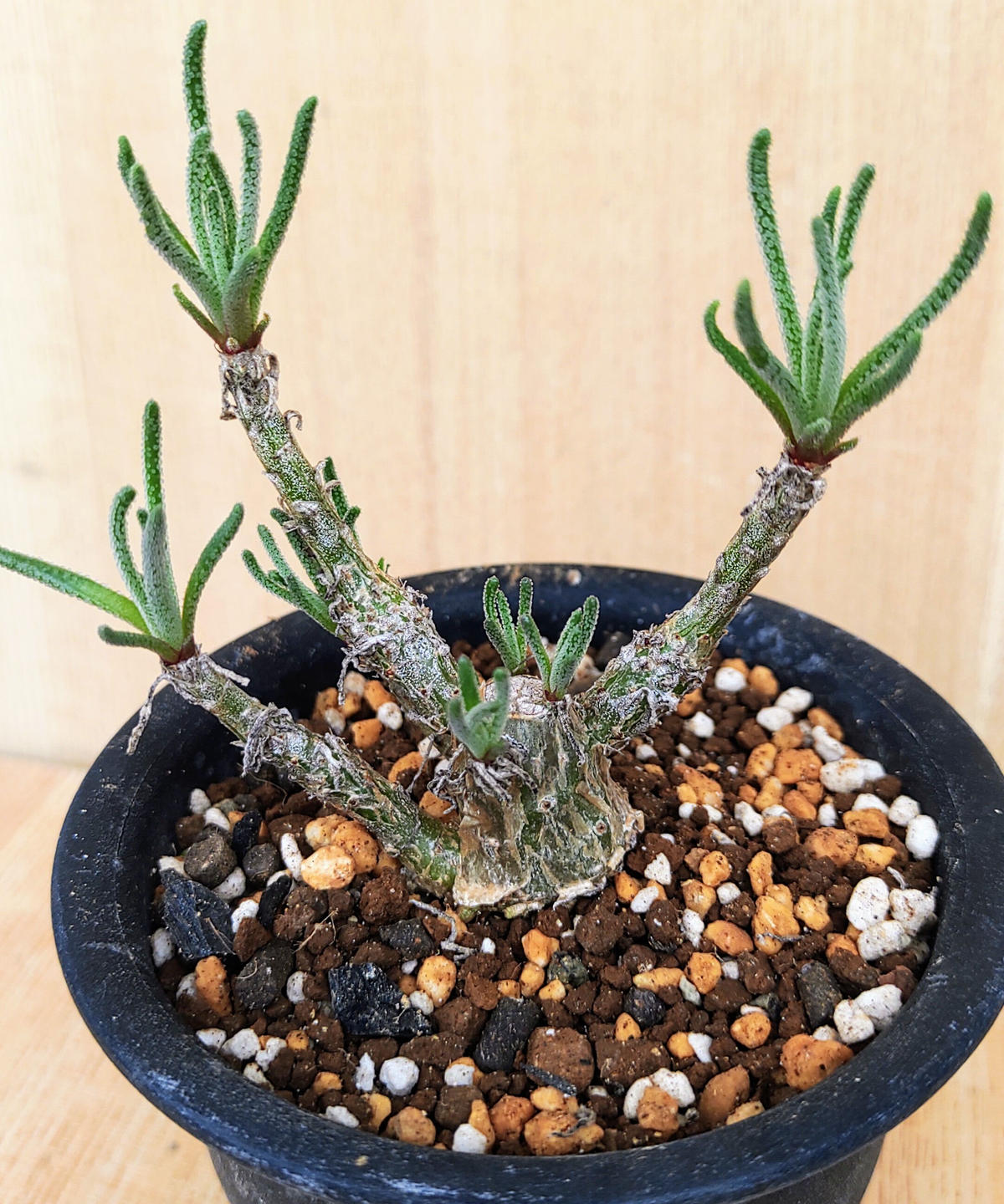 フィロボルスラビエイ 挿し木 塊根メセン フィロボロス 多肉植物 塊根 ...