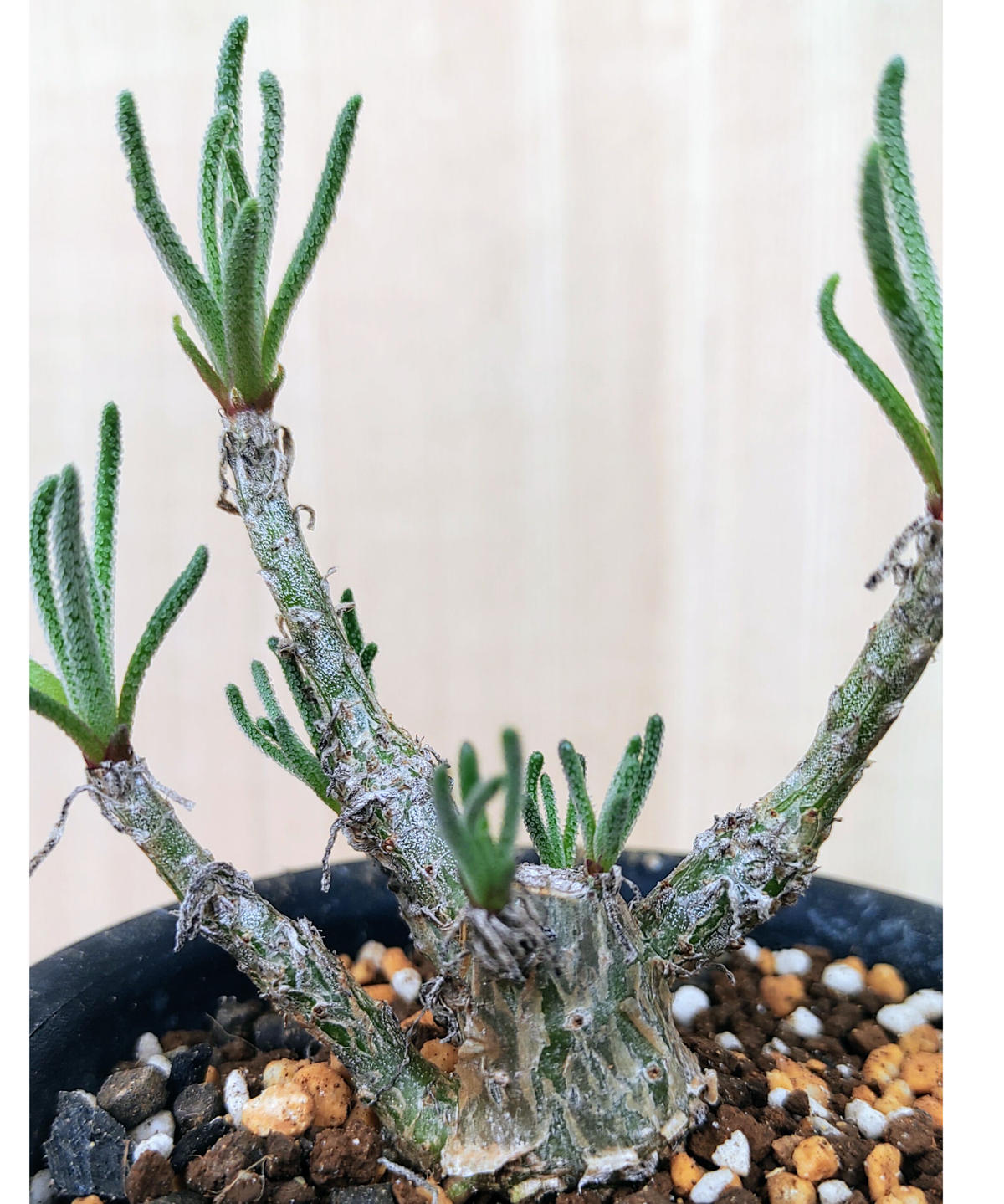 フィロボルスラビエイ 挿し木 塊根メセン フィロボロス 多肉植物 塊根 ...