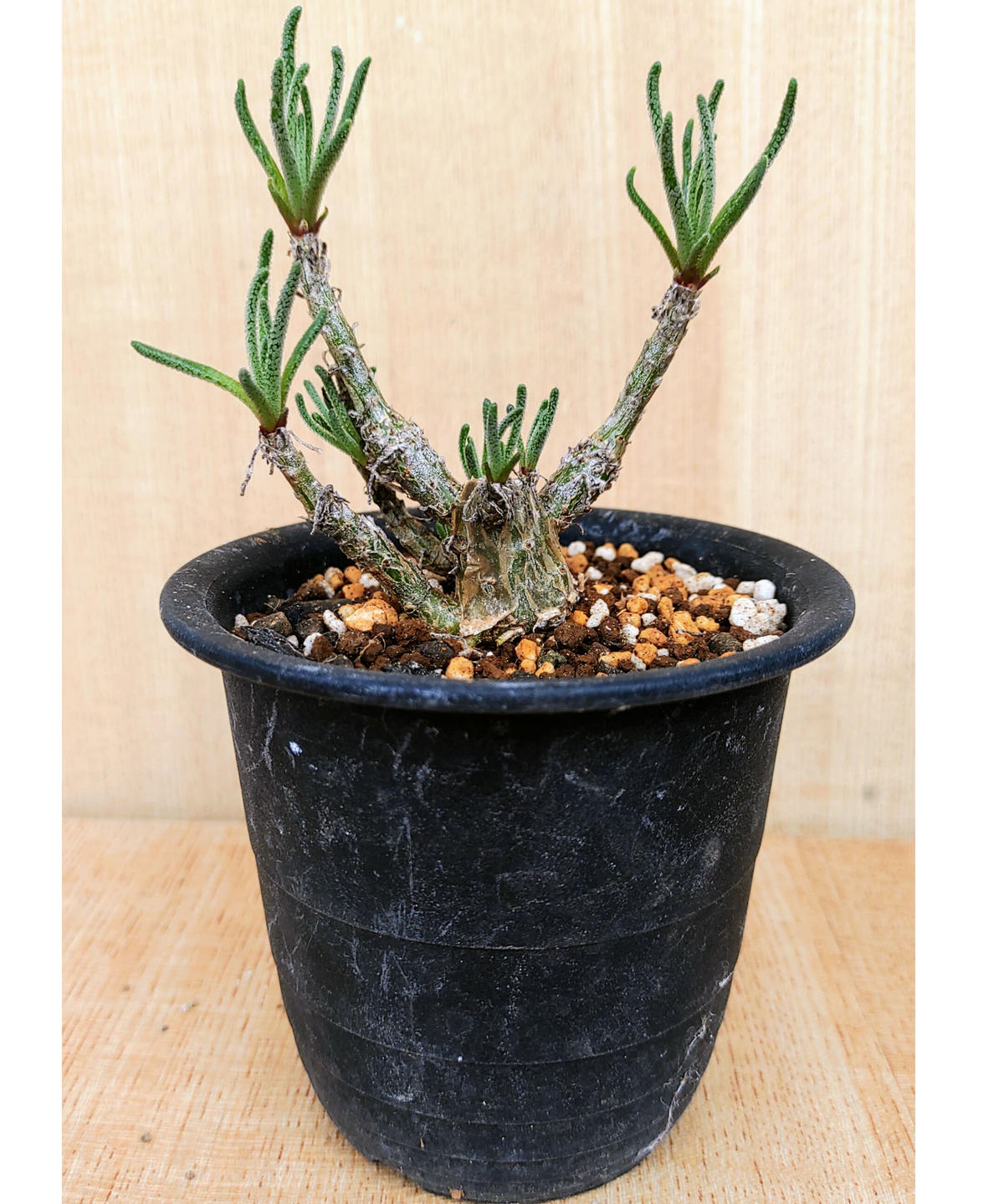 フィロボルスラビエイ 挿し木 塊根メセン フィロボロス 多肉植物 塊根 ...