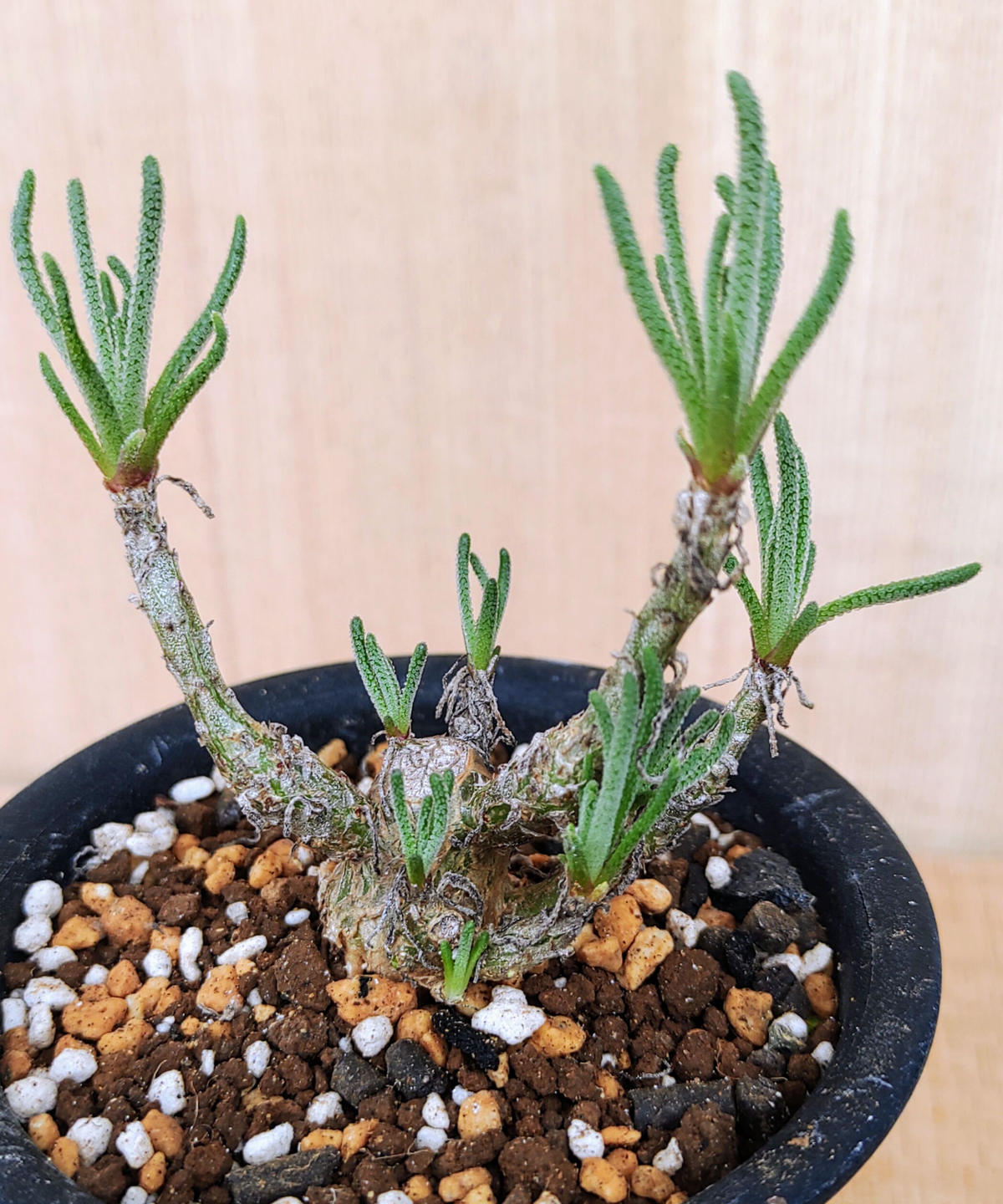 フィロボルスラビエイ 挿し木 塊根メセン フィロボロス 多肉植物 塊根 ...