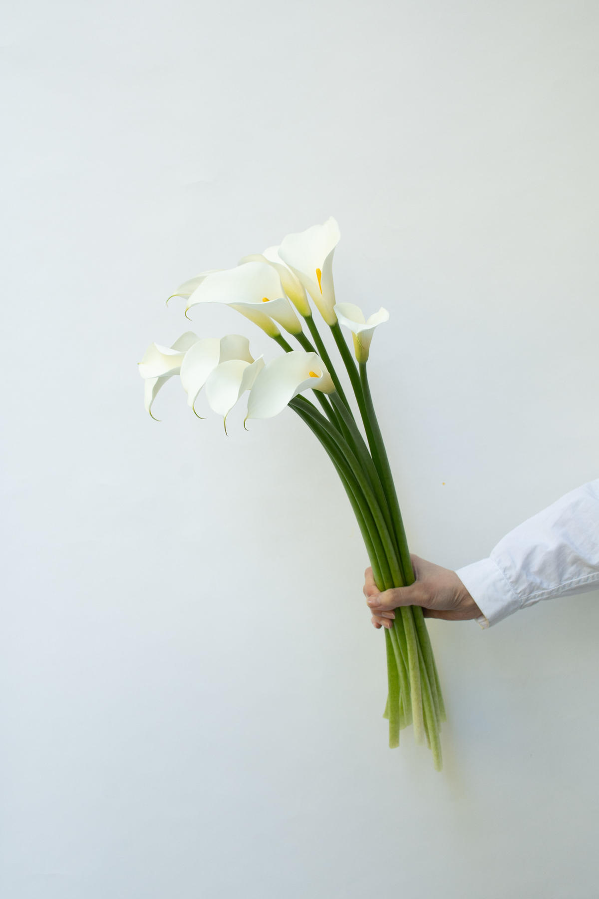 カラー「ブリリアントベル」 tokyo_shokubutsu_zufu