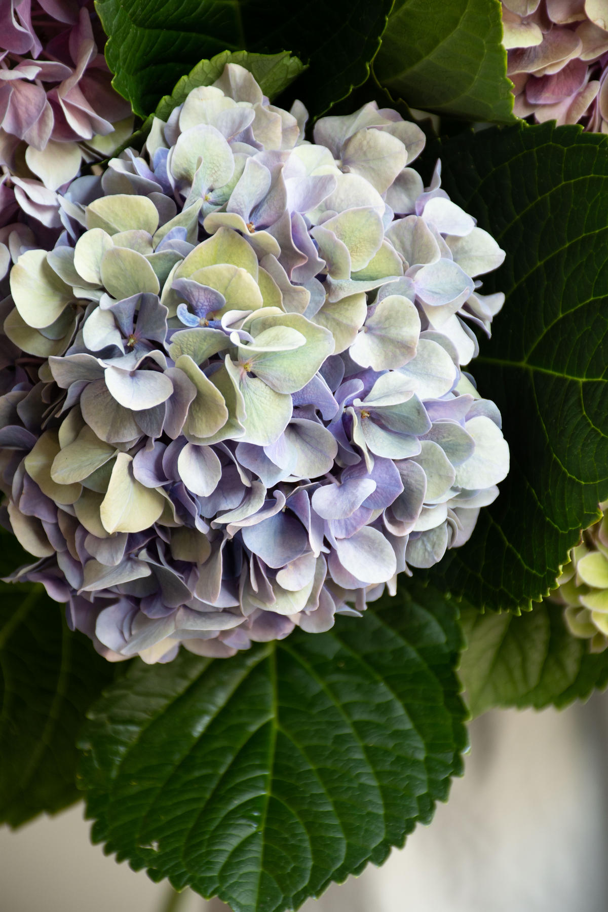 紫陽花の花冠と花びらバッグ しずかの庭-紫陽花-(紫)がま口バッグ | Zeppink