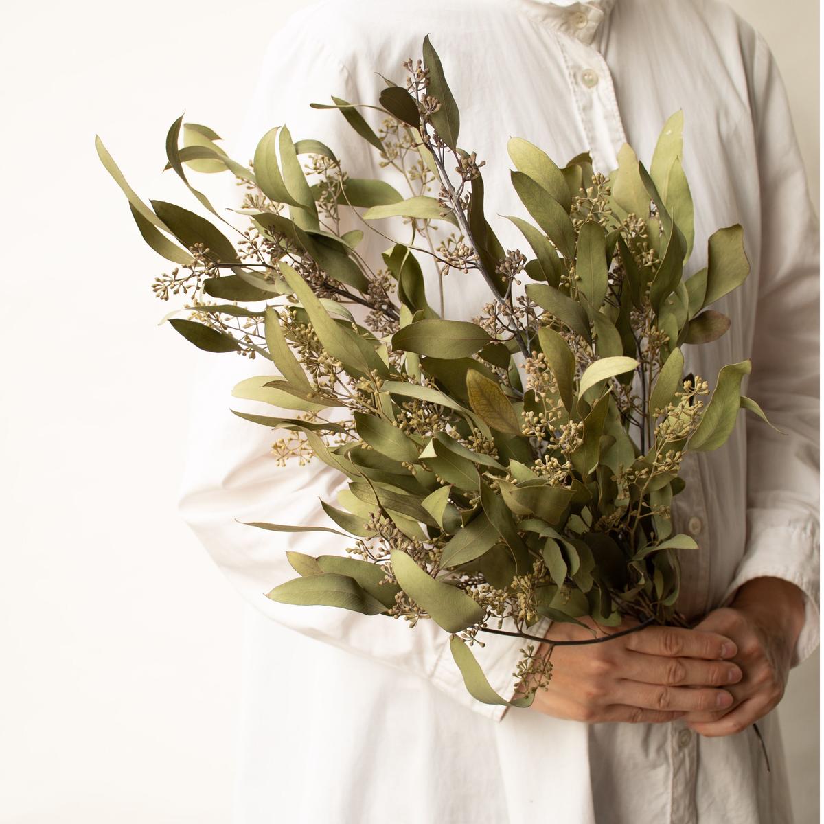 ドライフラワー ユーカリポポラス Tokyo Shokubutsu Zufu